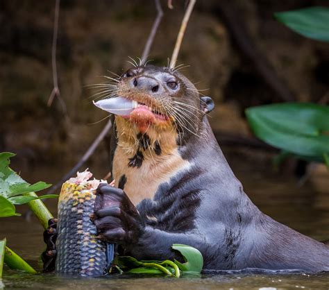 otter sexuality|Otters Are Not Cute, They Are Sick Depraved Jerks.